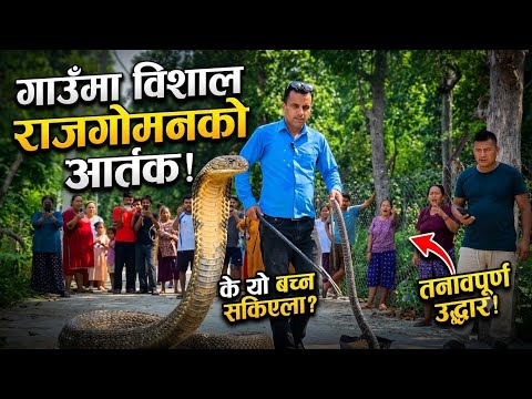 🐍😱 गाउँमा आतंक मच्चाएको विशाल King Cobra Rescue in Nepal | सबै हेर्दै डराए! ⭐