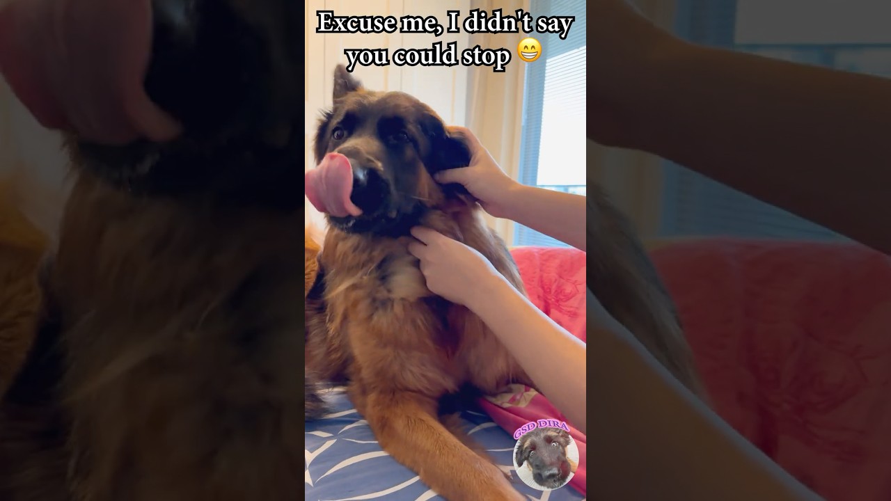 MY DOG DIRA'S PROTEST WHEN THE PETS STOP! | GERMAN SHEPHERD