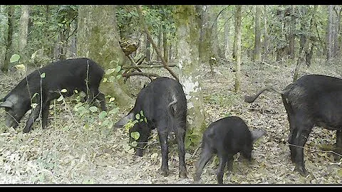 Craziest Wild Hog Hunting EVER!  Part 11 - Swamp Hogs!!!