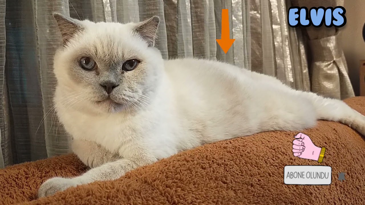 Hiç Hıçkırık Tutan bir Kedi gördünüz mü🙀😁🤭 - YouTube