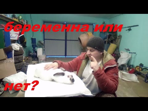 Видео: Как дать яичную жару без инкубатора