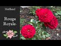 源Rouge Royale邃 Rose Meikarouz In 4k Gardening In Zone 8a Black Spot Resistant 源Rouge Royale邃 Rose Meikarouz In 4k Gardening In Zone 8a Black Spot Resistant