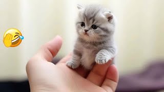 😍 IMPOSSIBLE TRY NOT TO LAUGH 😻 Funny Cats Moments 😍