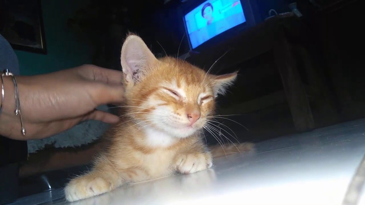 Bayi kucing usia 3 bulan - YouTube