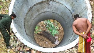 Rescue little Pig who fell into a deep well | Little Pig's amazing transformation after rescue.