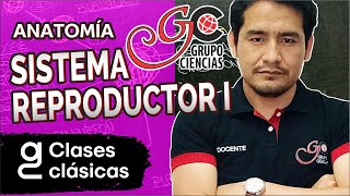 ANATOMÍA - Sistema Reproductor | Parte 01