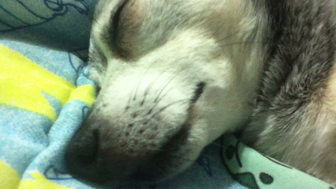 My dog snoring YouTube