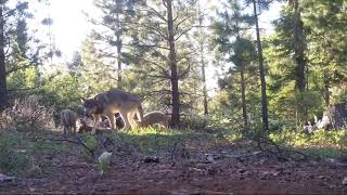California's only known wild wolf pack spotted with new pups