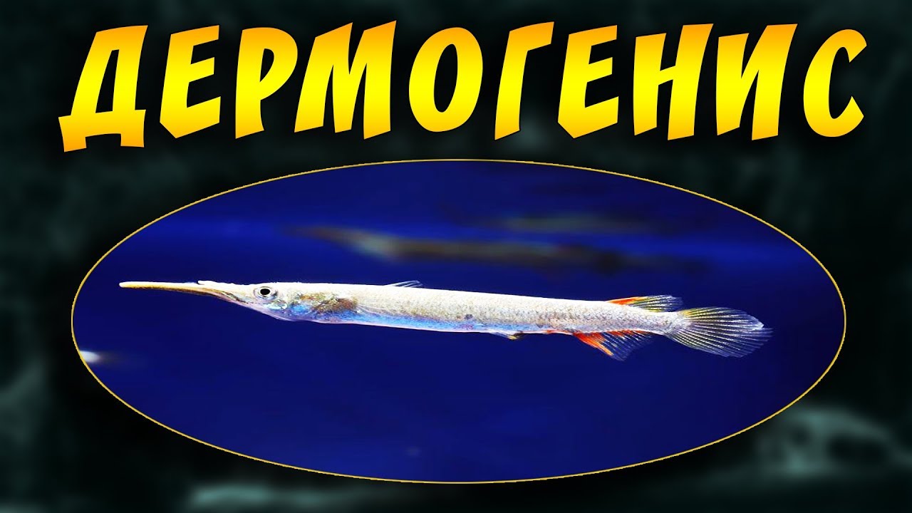 АКВАРИУМНАЯ РЫБКА ДЕРМОГЕНИС РАЗВЕДЕНИЕ, СОДЕРЖАНИЕ, КОРМЛЕНИЕ, СОВМЕСТИМОСТЬ! ЖИВОРОДЯЩАЯ ЩУЧКА!