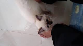 This Siamese kitten meow so cute by Siam Cat Fam 2,697 views 2 years ago 17 seconds