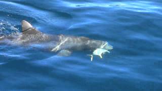 Dolphin Playing With Jack Crevalle