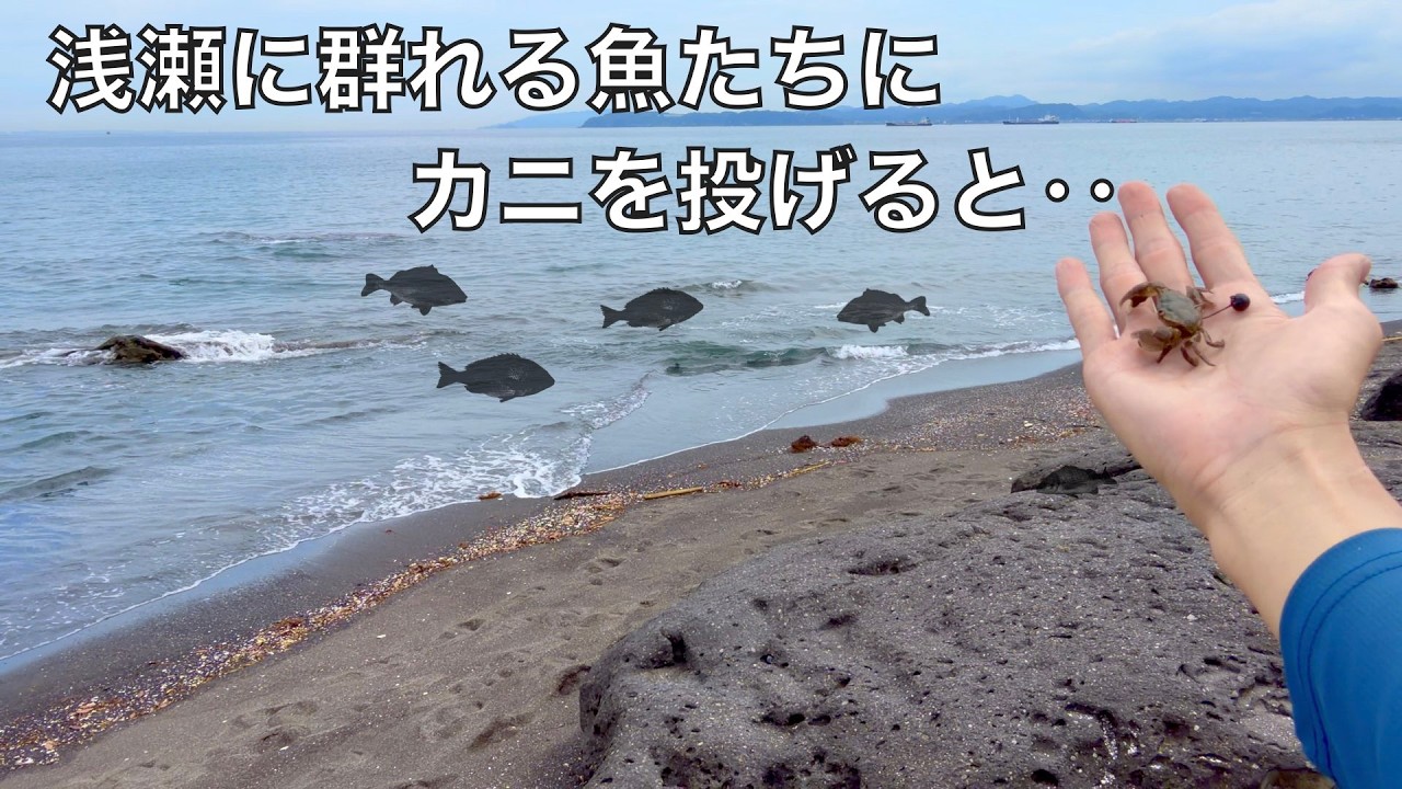 砂浜からカニをちょい投げするだけで大物が次々釣れる釣り方が面白い！
