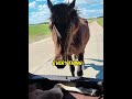 Mama Horse Chased My Car For Miles To Save Her Foal The Reunion 10 Days Later Is Pure Magic Horse 