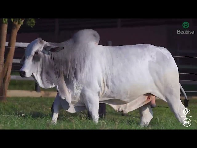 Lote 07   Leilão Genética Top Beabisa