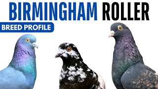 Birmingham Roller Pigeon Breed Profile - History - Roller Pigeon Health Issues Price Training