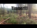 Thinning Out Trees Around The Woodyard #stihl #forestry #woods #woodhound #firewood