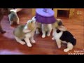 ♥Cute Dogs and Cats Doing Funny Things 2018♥#3