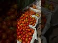 Premium Fresh Red Tomatoes | Farm Fresh Export Quality Tomatoes | Naturally Grown Fresh Vegetables