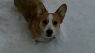 Corgi Hops