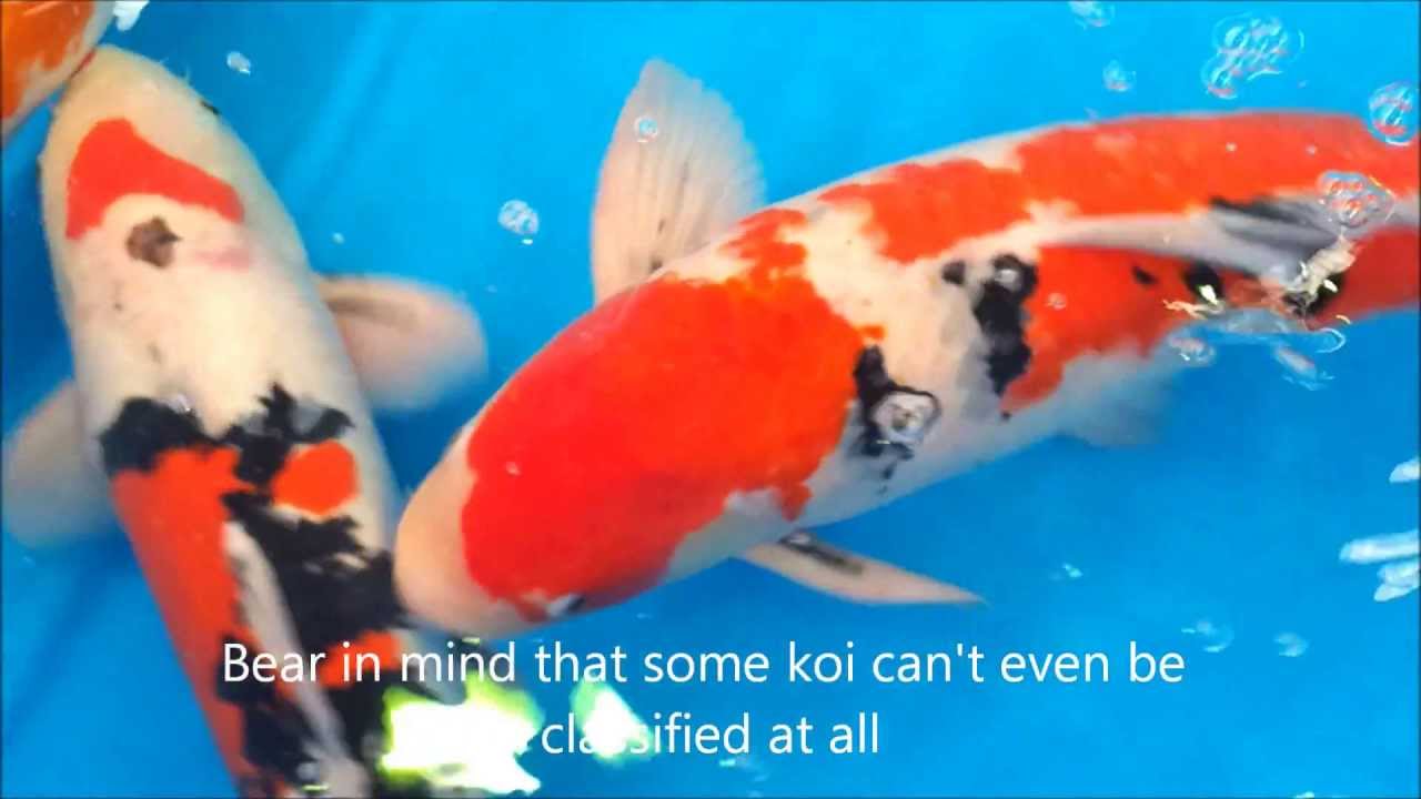 Classifying Koi at the Australian Koi Show - YouTube