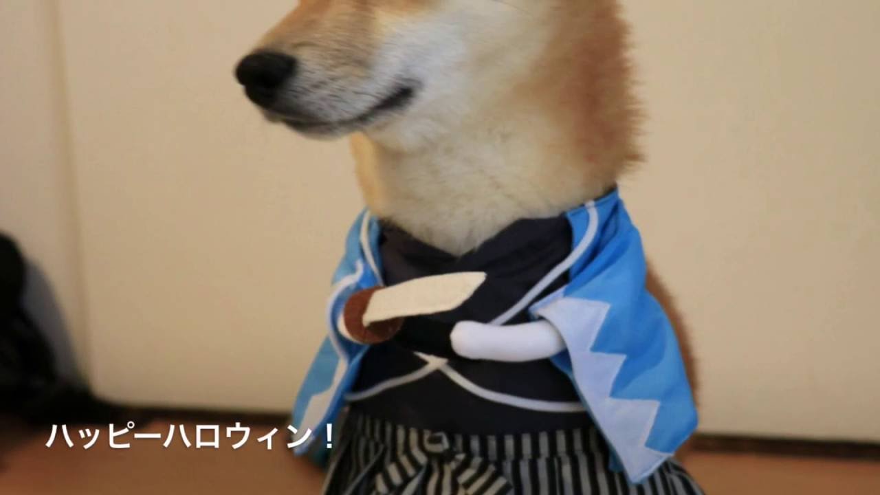 エッジの効いた柴犬のハロウィン仮装 参考になるの か 柴犬ライフ Shiba Inu Life
