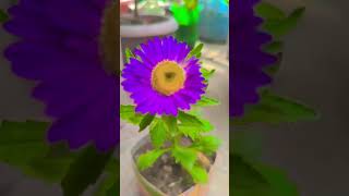 beautiful corn flower #garden #ytshorts #flowerplant #nature #shorts #gardening #viral#funny #comedy