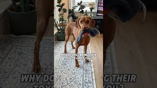 Why do dogs bring their toys to greet you? 🐶🧸 #shorts #shortsfeed #puppy #dog #fyp