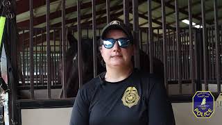 Meet CPD’s Mounted Patrol Unit