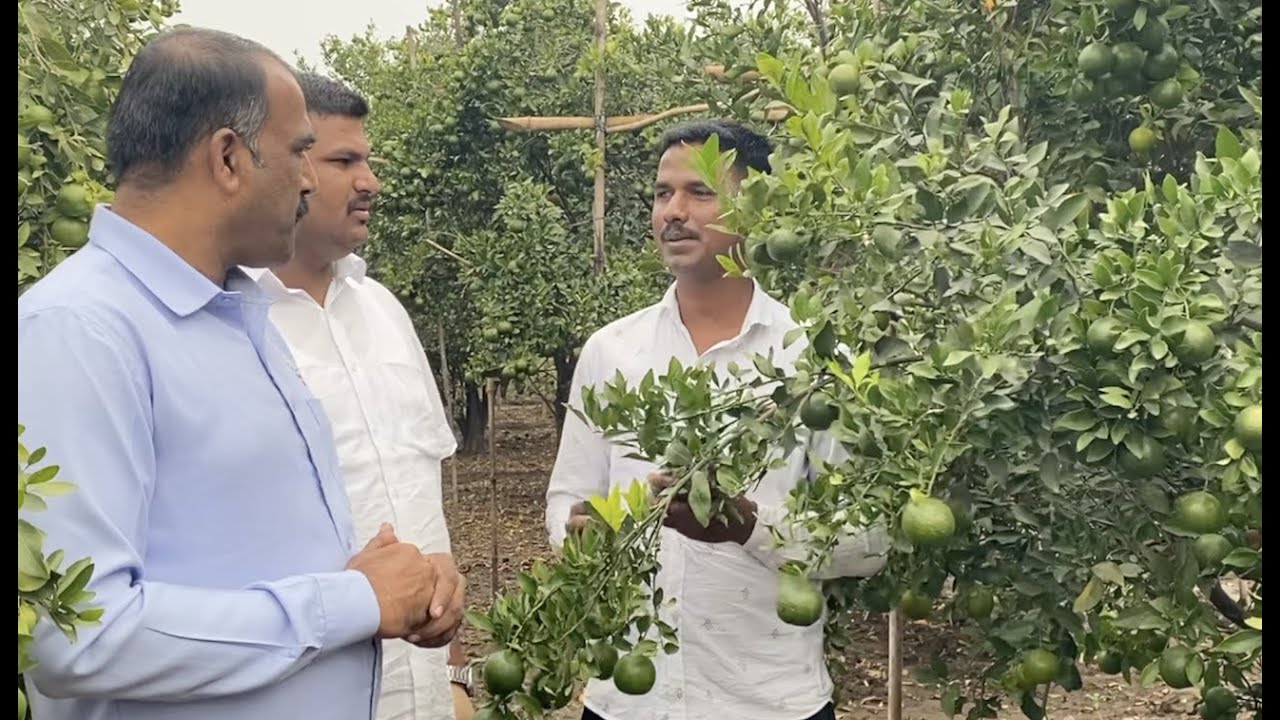 SCTवैदिक महा.दौरा-16.🍋 काडीवर गेलेल्या मरनासन्न संत्रा बागेला १२०० ते २२०० फळे‼️वैदीकची धमाल‼️