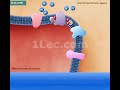 Mitochondrial Energy Production Quiz