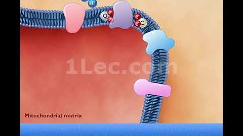 Electron transport chain and atp synthesis