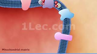 Electron transport chain and atp synthesis