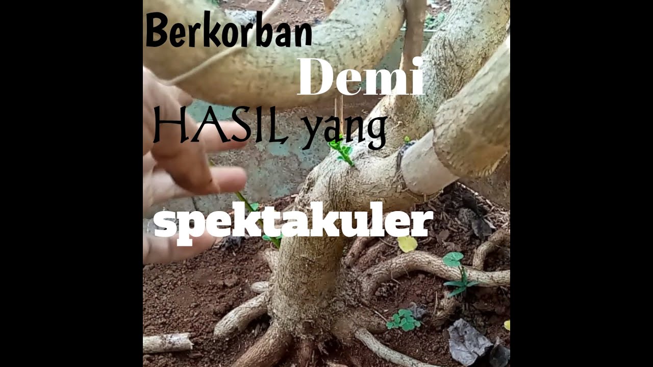 part 3, program akar biar kokoh - YouTube