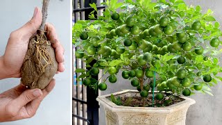 Planting Lemons Grandma's Way, Surprisingly Yielding Many Fruits