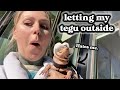 taking my tegu outside for the first time...