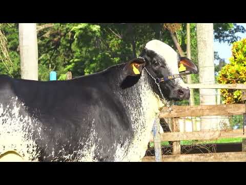 LOTE 125   AMARA FIV PINBALL SANTA LUZIA   3654CP