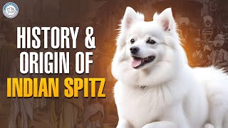 History & Origin of Indian Spitz | இந்தியன் ஸ்பிட்ஸ் | Alangu Dog Farm