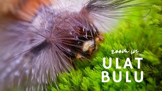 Zoom in ULAT BULU