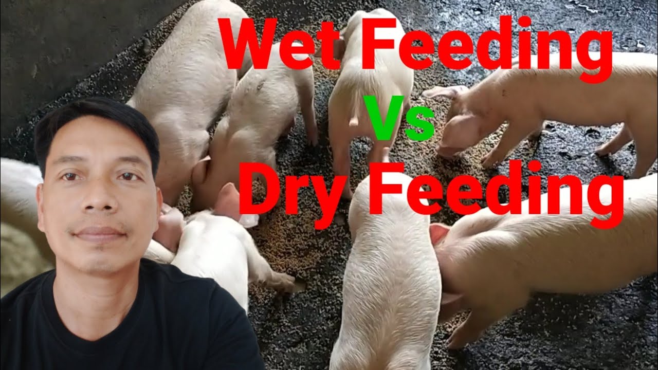 Wet Feeding VS Dry Feeding