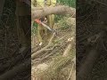 wood cutting with chain saw#carving #woodworkingjig #chainsawcarving