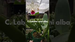 orquídeas lindas #orchids #orquidario #dicasdecultivo #flores #orquidias #plantas