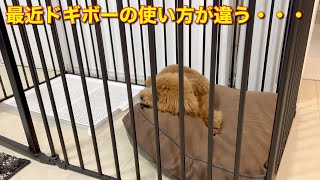 ドギボーと格闘するトイプードル【トイプードル】【プーさん】