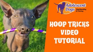 Hoop Trick Tutorial  Teach your dog fun tricks with a hoop!
