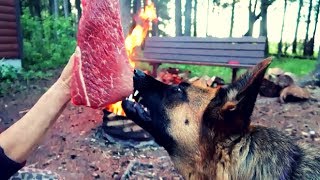 Dog Wants Steak Raw
