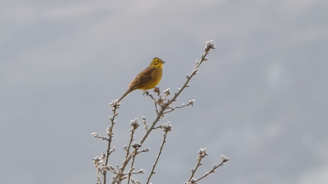 Escribano cerillo en Mazandrero