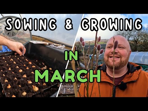 What to sow in march | Allotment Gardening UK - YouTube