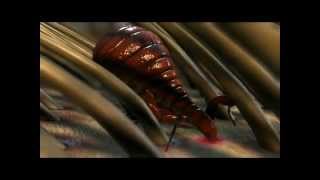 Fleas Control in Sydney