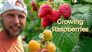 How to Grow Raspberries  Guide to Fall Gold Raspberry Glencoe Raspberry Caroline Raspberry