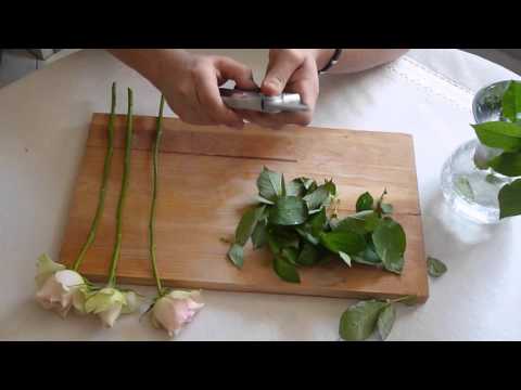 Vidéo: Planter Des Roses à Partir D'un Bouquet