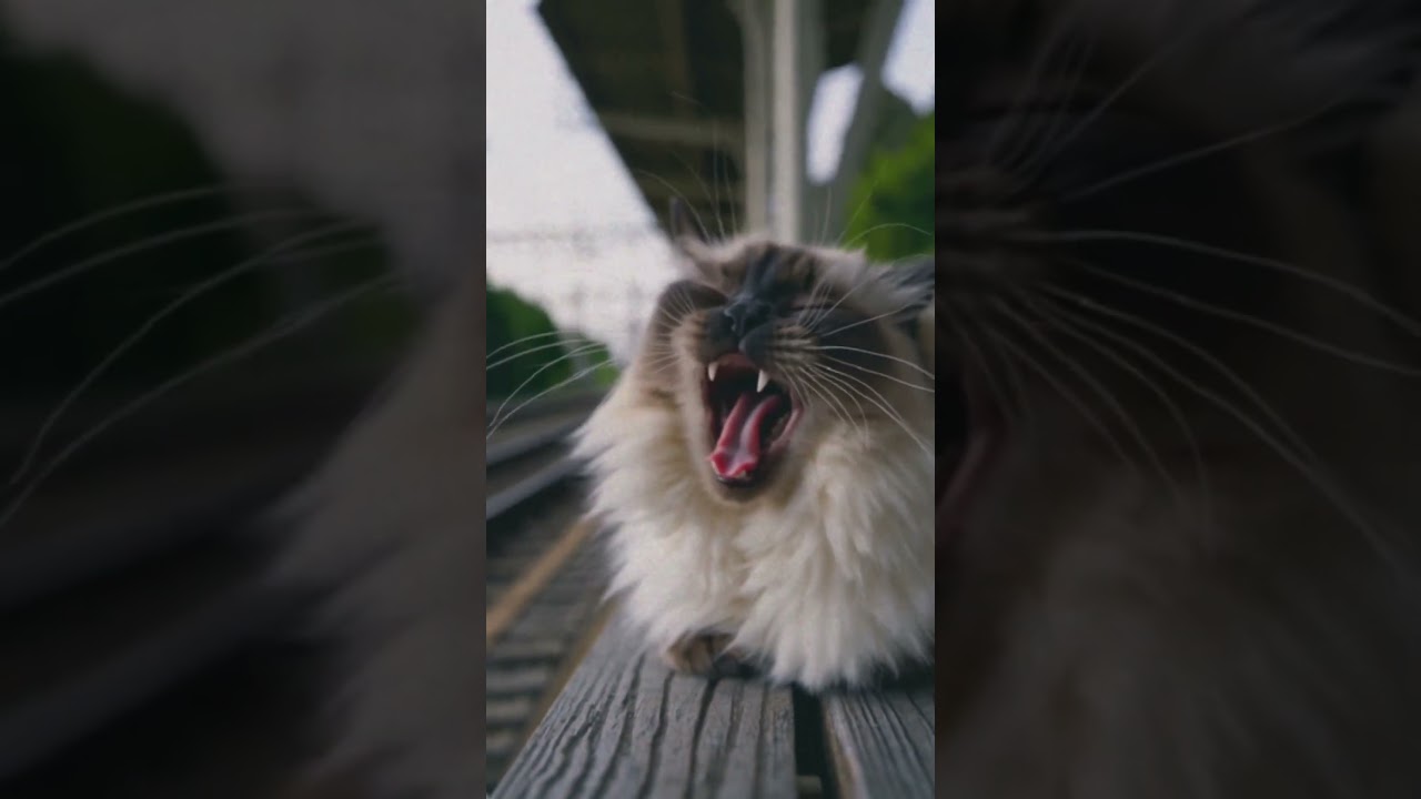 Daily pet positivity,The tired cat is so cute!. 